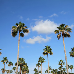 Palm Tree”s
