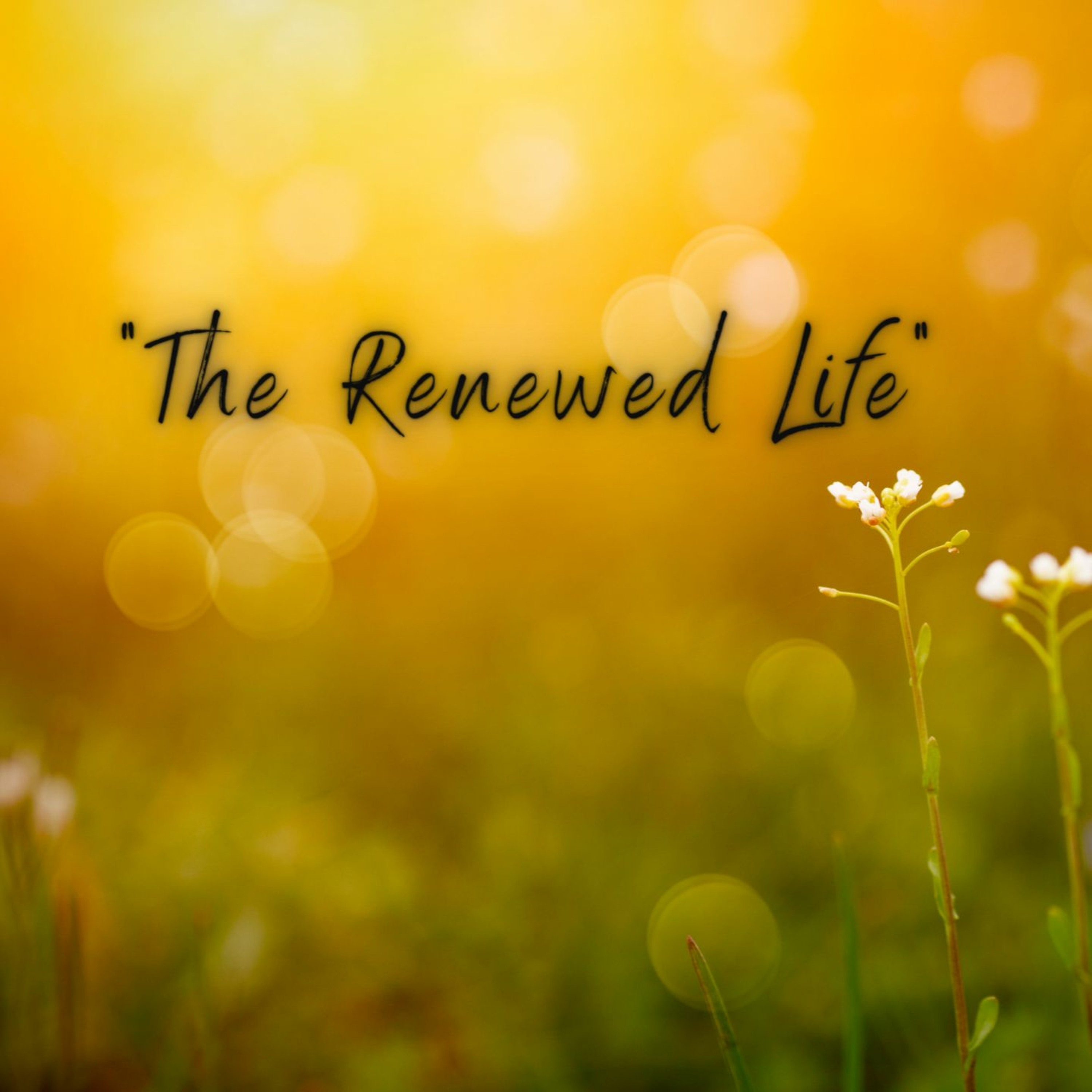 "Remain in Me" by Pastor Sally Carlson|| John 15:1-8 || February 06, 2022 episode artwork