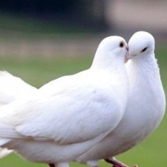 White Doves ( XTC )