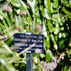 Globularia nudicaulis