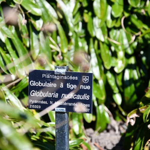 Globularia nudicaulis