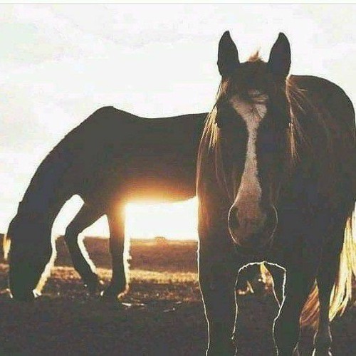 أمّتي هل دريتِ بأنّنا