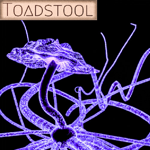 Mycelial Network