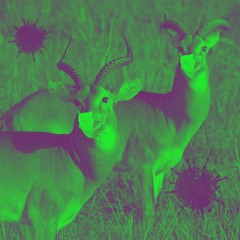 Antiloop Quarantine Sessions | Lockdown and Dance