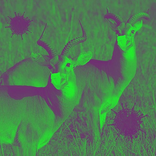 Antiloop Quarantine Sessions | Lockdown and Dance