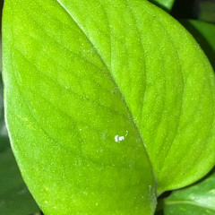 Plant Music - Golden Pathos