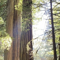 ROSLYN SLOWED TO PERFECTION