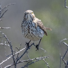 Sage Thrasher - Western Meadowlark - Quail - Pheasant - Raven