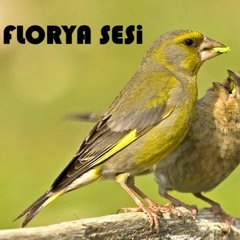 FLORYA SESi / GREENFİNCH / BiRD SONG
