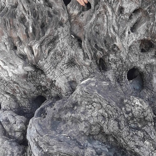 Baraku – Tribal Sacred Forest Journey – November 2021