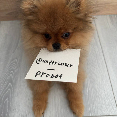 @undercover_probot (prod. janecocaine + ayoraze)