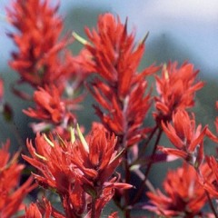 Pincel Indio [day 01]