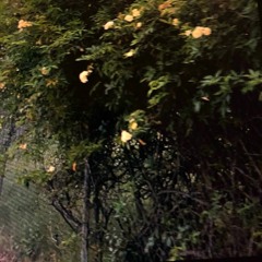 David Archuleta - Crush (Osa Faithe Cover)