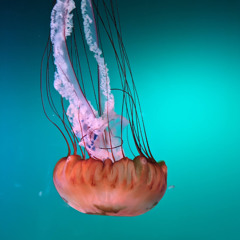 A Momentary Bliss in a Cold Morning Dawn