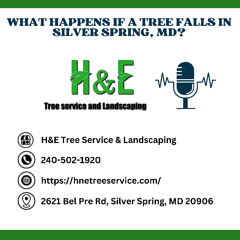 What Happens If a Tree Falls in Silver Spring, MD?