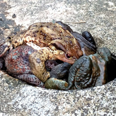 L'unguento Di Azazello