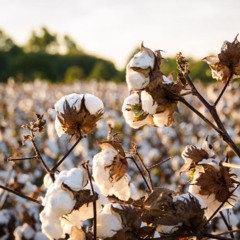 ModernCotton