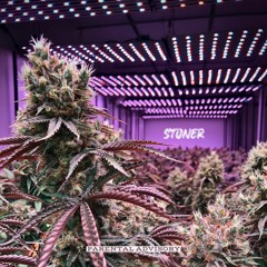 Quiet Kid Jay - Stoner (Official Audio)