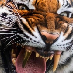 El Tigre's Thunderdome Mix
