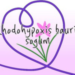 [東方音弾遊戯 -REVIVED-] Rhodohypoxis baurii