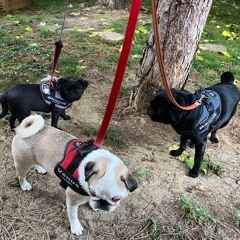 Sophie et ses chiens