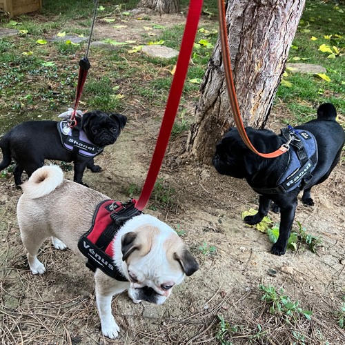 Sophie et ses chiens