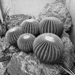 Golden Barrel Cactus