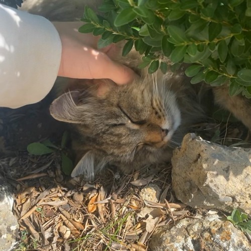 lungskull x akselbolt - iffy (astral)