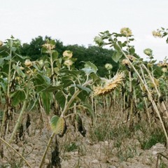 guest mixes - live recordings