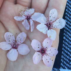 first love / late spring