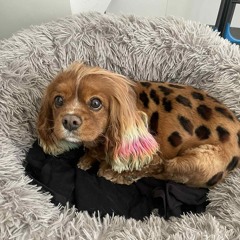 Goofy Thursday Freestyle