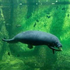 Beneath the Green Ceiling
