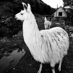 Llama Song (Rehearsal. Feb 2024)