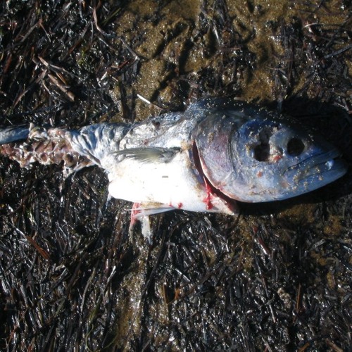 Do I look like an Ice Machine?