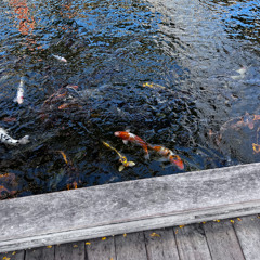 dont fish (prod. Kye Pierce)