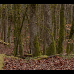Nous sommes à nouveau une forêt