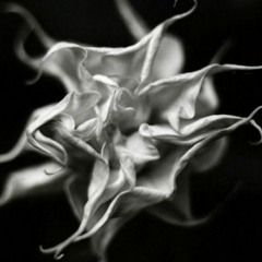 Pale Flower VII 蒼白之花 VII (2022) for prepared cello solo