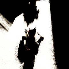 Shadows Seeking Shade