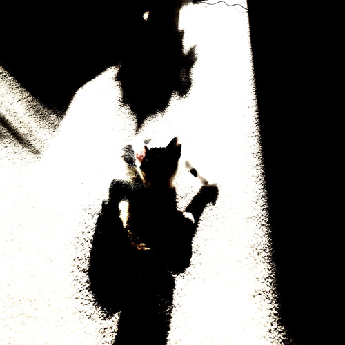 Shadows Seeking Shade