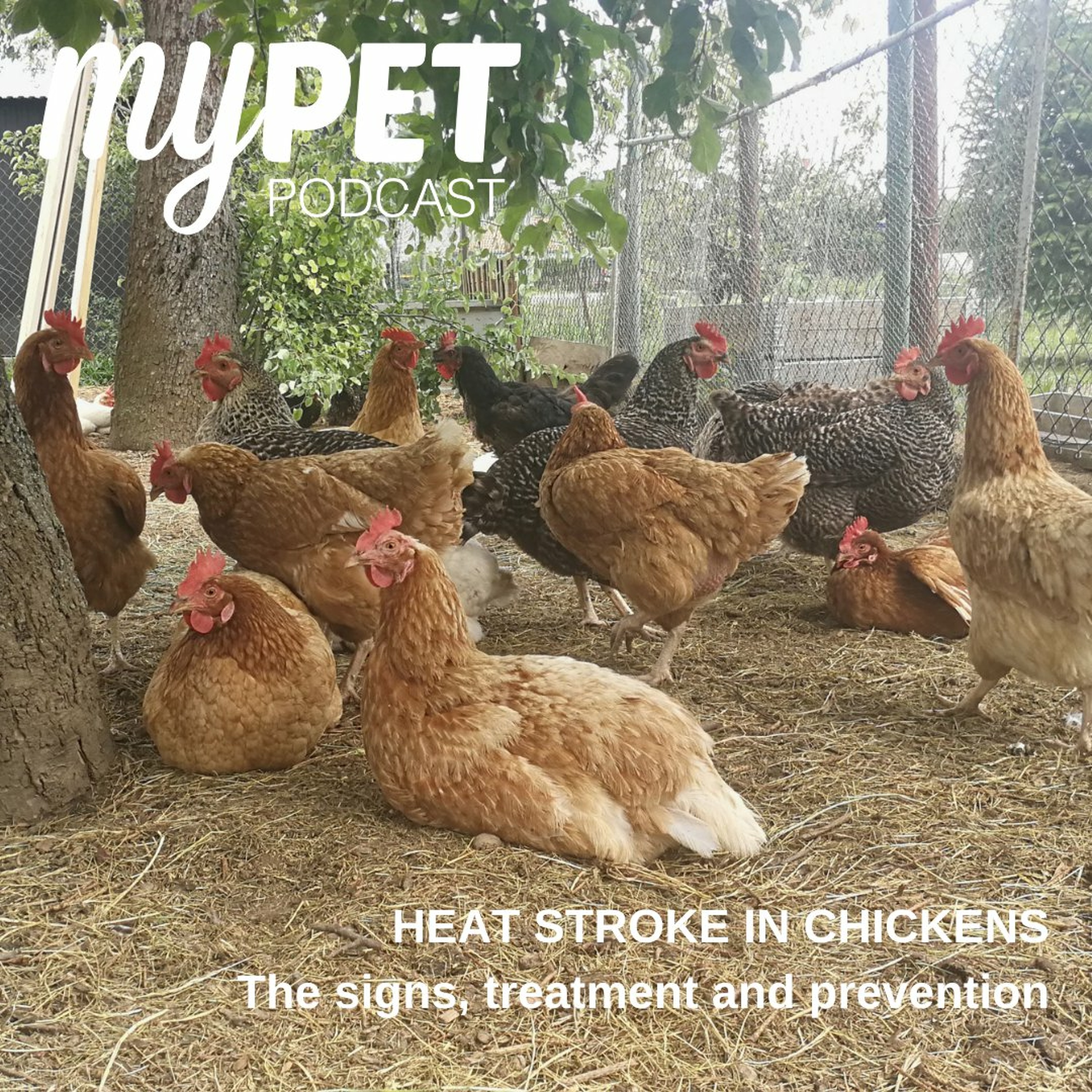 Heat Stroke In Chickens: The signs, treatment and prevention episode artwork