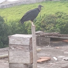 o canto do pássaro preto