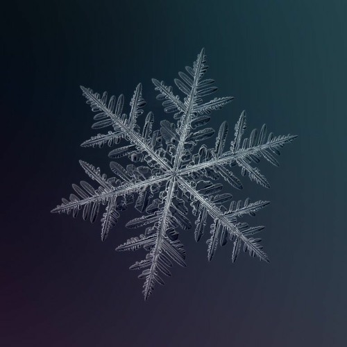 The Snowflake