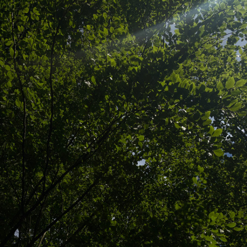 a̴m̴b̴i̴e̴n̴t̴ ̴0̴0̴1̴