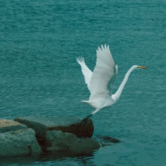 Bird Of Paradis