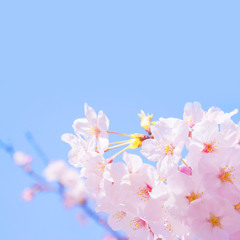 벚꽃을 따라 (Demo)