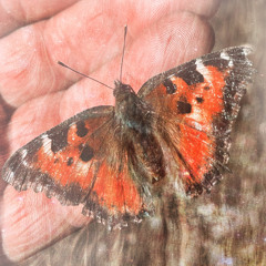 Fern Gully April 2023 set