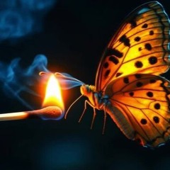 Butterflies Burn