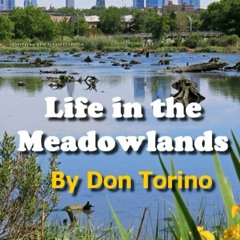 [PDF] Life In The Meadowlands A Collection Of 35 Nature - Themed, Lyric Essays
