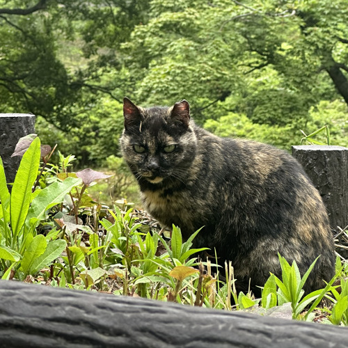 MADEON - ICARUS (K!NDLY EDIT) [FREE DL]