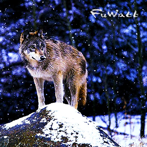 Winter Wolf